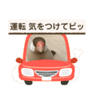 文鳥とオカメインコ3(文字大きめver)（個別スタンプ：12）