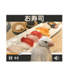 文鳥とオカメインコ3(文字大きめver)（個別スタンプ：13）