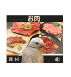 文鳥とオカメインコ3(文字大きめver)（個別スタンプ：14）