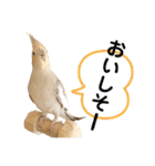 文鳥とオカメインコ3(文字大きめver)（個別スタンプ：16）