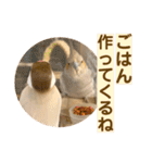 文鳥とオカメインコ3(文字大きめver)（個別スタンプ：17）