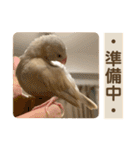 文鳥とオカメインコ3(文字大きめver)（個別スタンプ：19）