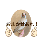文鳥とオカメインコ3(文字大きめver)（個別スタンプ：20）