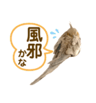 文鳥とオカメインコ3(文字大きめver)（個別スタンプ：21）