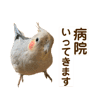 文鳥とオカメインコ3(文字大きめver)（個別スタンプ：22）
