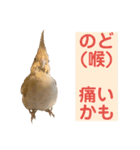 文鳥とオカメインコ3(文字大きめver)（個別スタンプ：25）
