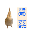 文鳥とオカメインコ3(文字大きめver)（個別スタンプ：26）