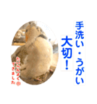 文鳥とオカメインコ3(文字大きめver)（個別スタンプ：27）