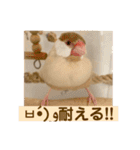 文鳥とオカメインコ3(文字大きめver)（個別スタンプ：28）