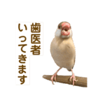 文鳥とオカメインコ3(文字大きめver)（個別スタンプ：29）