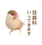 文鳥とオカメインコ3(文字大きめver)（個別スタンプ：30）