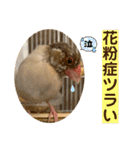 文鳥とオカメインコ3(文字大きめver)（個別スタンプ：31）