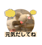 文鳥とオカメインコ3(文字大きめver)（個別スタンプ：32）