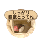 文鳥とオカメインコ3(文字大きめver)（個別スタンプ：33）