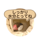 文鳥とオカメインコ3(文字大きめver)（個別スタンプ：34）