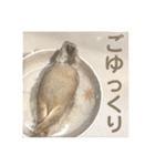 文鳥とオカメインコ3(文字大きめver)（個別スタンプ：35）