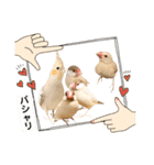 文鳥とオカメインコ3(文字大きめver)（個別スタンプ：38）