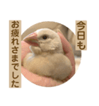 文鳥とオカメインコ3(文字大きめver)（個別スタンプ：39）
