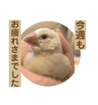 文鳥とオカメインコ3(文字大きめver)（個別スタンプ：40）