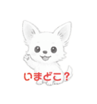 白いチワワ 仲良し2匹（個別スタンプ：8）