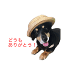 ラッキー（犬）くんのスタンプ（個別スタンプ：2）