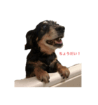 ラッキー（犬）くんのスタンプ（個別スタンプ：3）