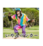 チンパのゴルファー 【関西弁】2（個別スタンプ：12）