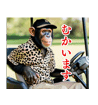 チンパのゴルファー 【関西弁】2（個別スタンプ：16）