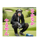 チンパのゴルファー 【関西弁】2（個別スタンプ：18）