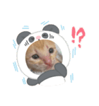 赤ちゃんねこスタンプ（個別スタンプ：1）