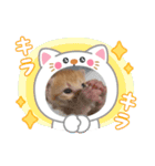 赤ちゃんねこスタンプ（個別スタンプ：5）