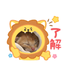 赤ちゃんねこスタンプ（個別スタンプ：6）