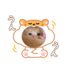 赤ちゃんねこスタンプ（個別スタンプ：9）