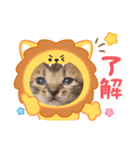 赤ちゃんねこスタンプ（個別スタンプ：11）
