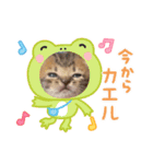 赤ちゃんねこスタンプ（個別スタンプ：12）