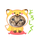 赤ちゃんねこスタンプ（個別スタンプ：15）