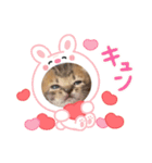 赤ちゃんねこスタンプ（個別スタンプ：16）