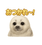 週末だ！ワモンアザラシのご褒美スタンプ（個別スタンプ：4）