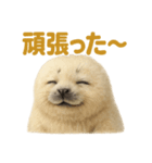 週末だ！ワモンアザラシのご褒美スタンプ（個別スタンプ：8）