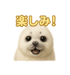 週末だ！ワモンアザラシのご褒美スタンプ（個別スタンプ：13）