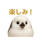週末だ！シマエナガのご褒美スタンプ（個別スタンプ：13）