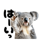 筆文字♡コアラ（個別スタンプ：1）