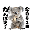 筆文字♡コアラ（個別スタンプ：5）