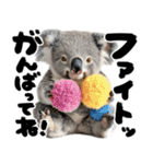 筆文字♡コアラ（個別スタンプ：7）