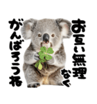 筆文字♡コアラ（個別スタンプ：12）