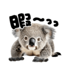 筆文字♡コアラ（個別スタンプ：20）