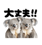 筆文字♡コアラ（個別スタンプ：21）