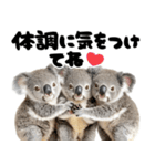 筆文字♡コアラ（個別スタンプ：23）