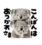 筆文字♡コアラ（個別スタンプ：26）