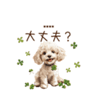 トイプードル☆名前入りスタンプ（個別スタンプ：29）